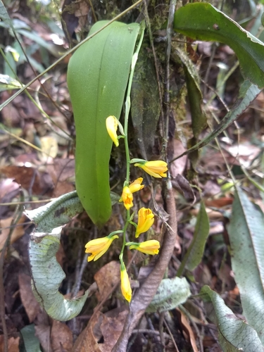 Comparettia ottonis (Klotzsch) M.W.Chase & N.H.Williams