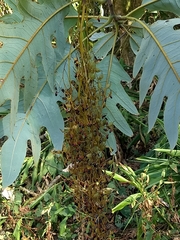 Bocconia frutescens