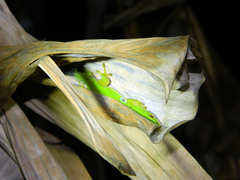 Phelsuma quadriocellata