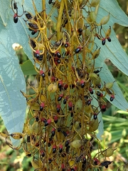 Bocconia frutescens