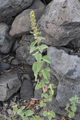 Malvastrum bicuspidatum