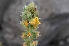 Malvastrum bicuspidatum