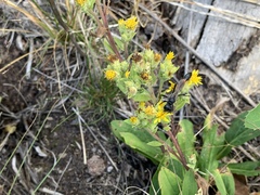 Oreochrysum parryi