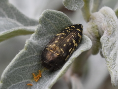 Acmaeodera flavopicta