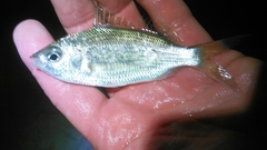 Eucinostomus