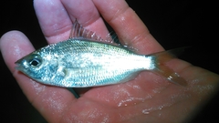 Eucinostomus
