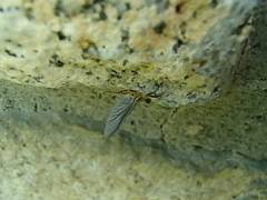 Ephemerellidae