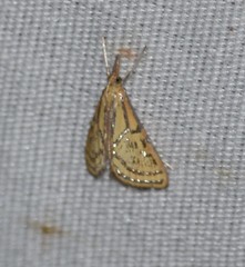 Daulia arizonensis
