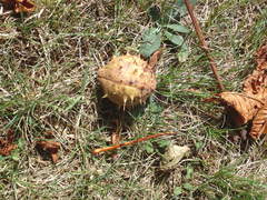 Aesculus hippocastanum