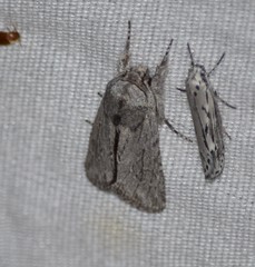 Supralathosea baboquivariensis