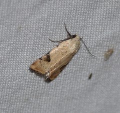 Micrathetis costiplaga
