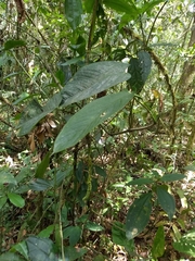 Anthurium oblongocordatum