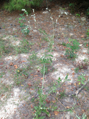 Froelichia latifolia