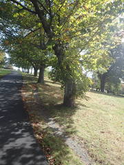 Aesculus hippocastanum