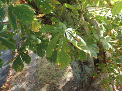Aesculus hippocastanum