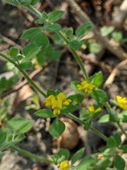 Acmispon heermannii