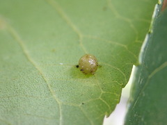 Caryomyia tuberculata