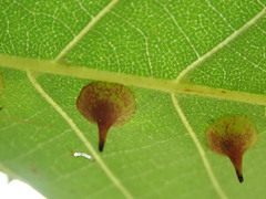 Caryomyia sanguinolenta