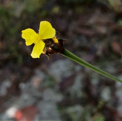 Xyris fimbriata