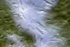 Pseudophaeophleospora