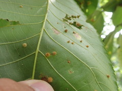 Caryomyia holotricha