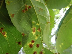 Caryomyia sanguinolenta