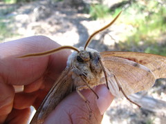Pachysphinx occidentalis