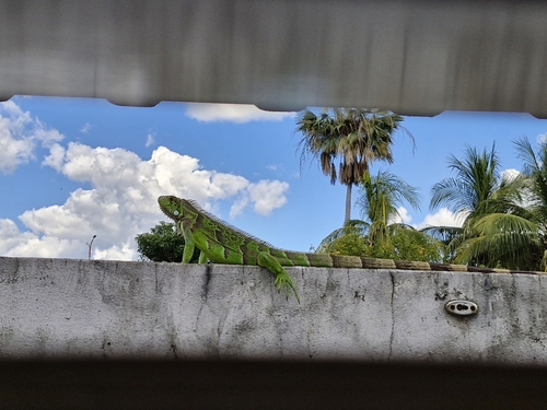 Green Iguana (Green)