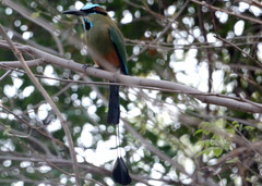 Eumomota superciliosa