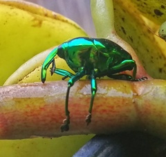 Eurhinus