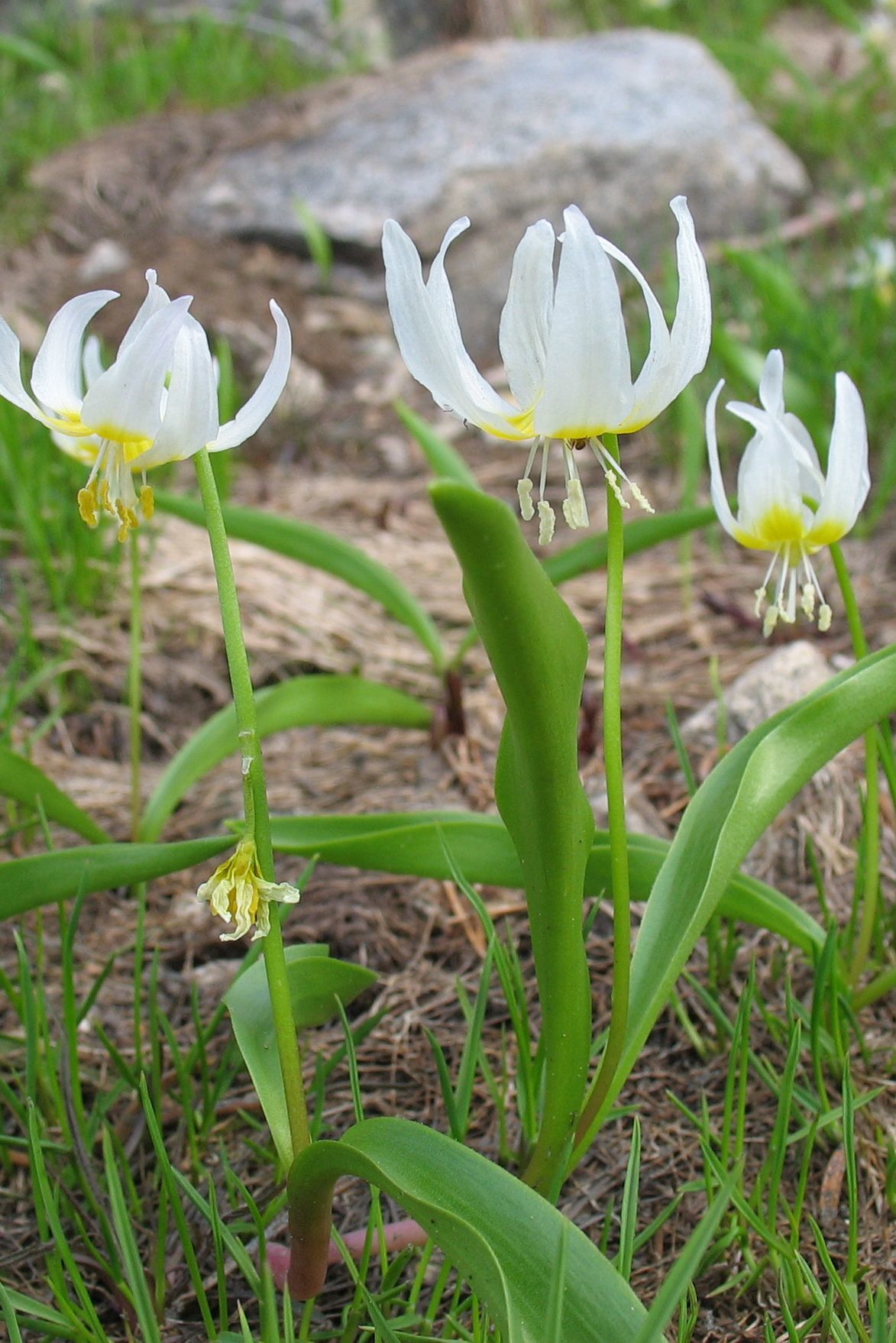 Erythronium klamathense