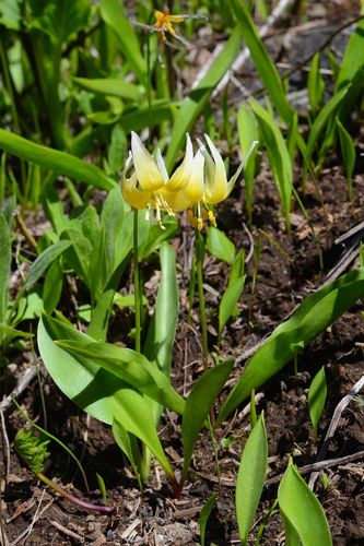 Klamath fawnlily (Erythronium klamathense)