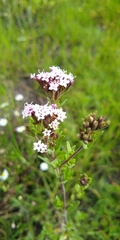 Stevia caracasana