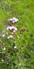 Stevia caracasana