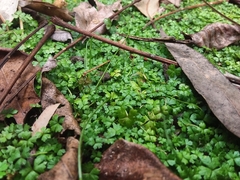 Hydrocotyle tripartita