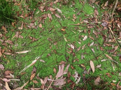 Hydrocotyle tripartita