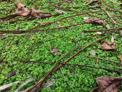 Hydrocotyle tripartita