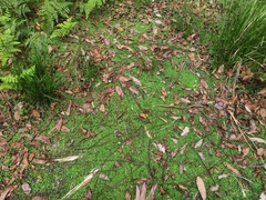 Hydrocotyle tripartita