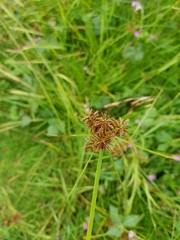 Cyperus spectabilis