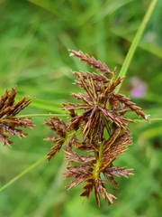Cyperus spectabilis