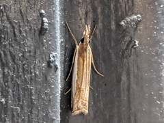 Crambus praefectellus