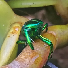 Eurhinus