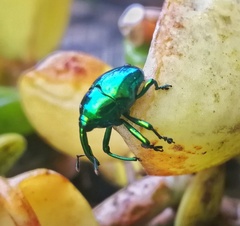 Eurhinus