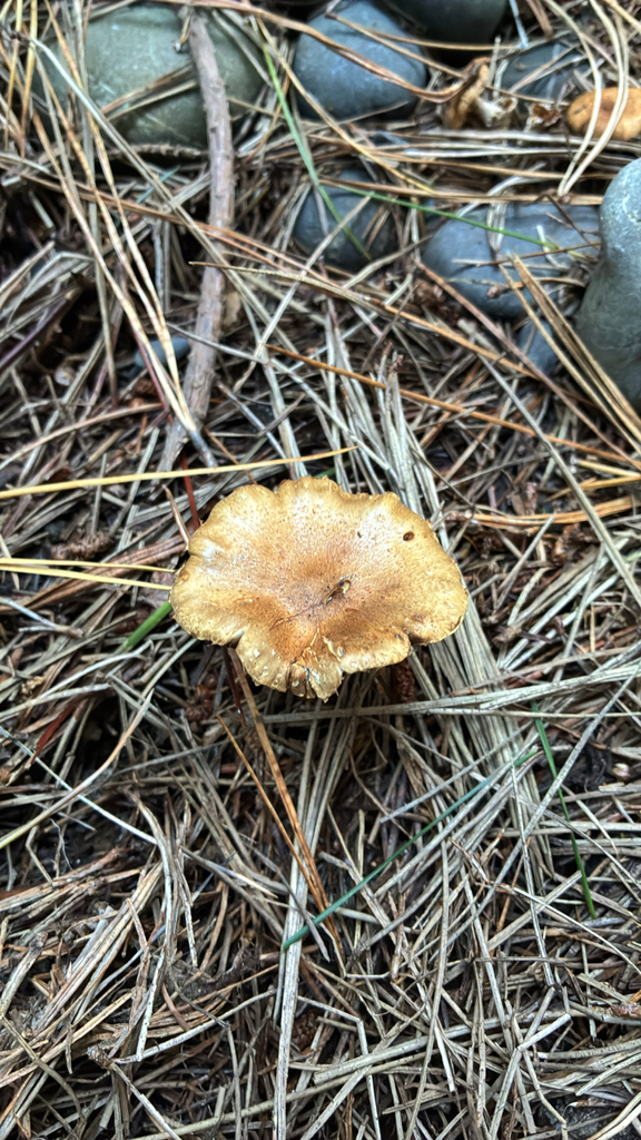 Pholiota subflammans · May 2025 · photo: © jennysaito (iNaturalist, cc-by)
