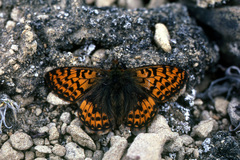 Boloria polaris