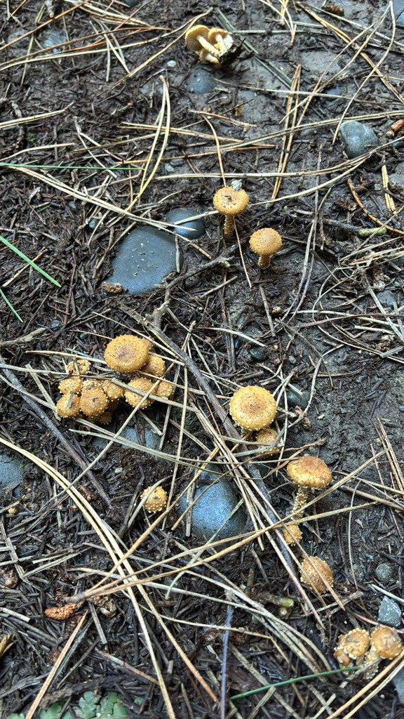 Pholiota subflammans · May 2025 · photo: © jennysaito (iNaturalist, cc-by)