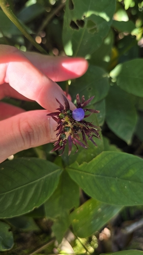 Palicourea justiciifolia (Palicourea justiciifolia)