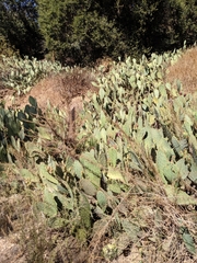 Opuntia × occidentalis