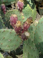 Opuntia × occidentalis