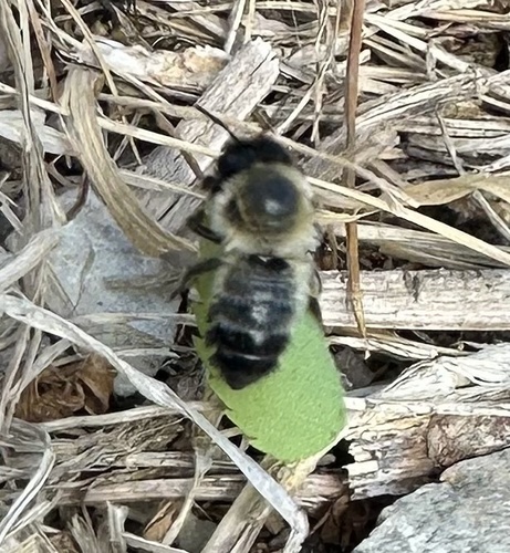 Black-headed Leafcutter Bee